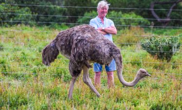Safari client standing next to an ostrich during a Kenya wildlife safari experience