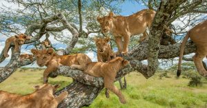 Tree-climbing lions resting on branches in Queen Elizabeth National Park Ishasha sector Uganda during a safari