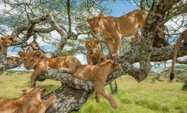 Tree-climbing lions resting on branches in Queen Elizabeth National Park Ishasha sector Uganda during a safari
