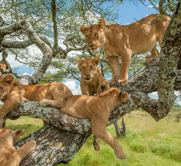 Tree-climbing lions resting on branches in Queen Elizabeth National Park Ishasha sector Uganda during a safari
