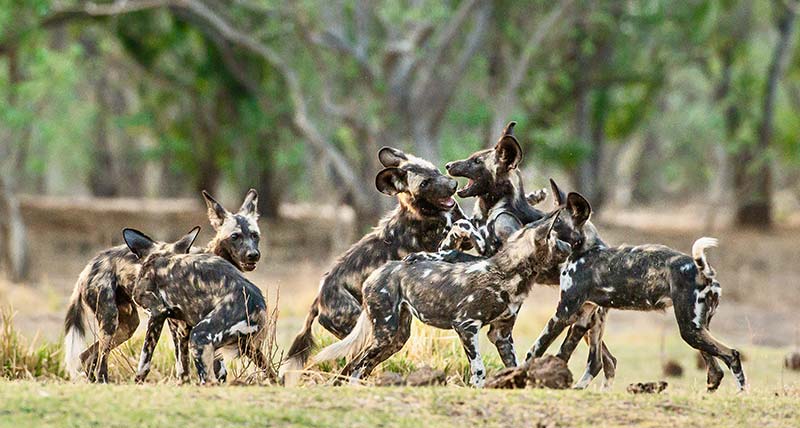 African wild dogs moving through the Laikipia landscape at dusk.