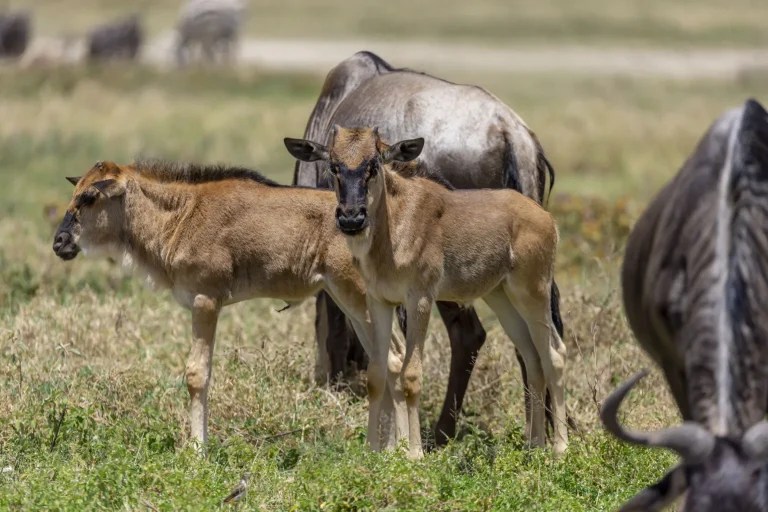 Wildebeest calf walking alongside its mother during the Great Migration in the Serengeti national park