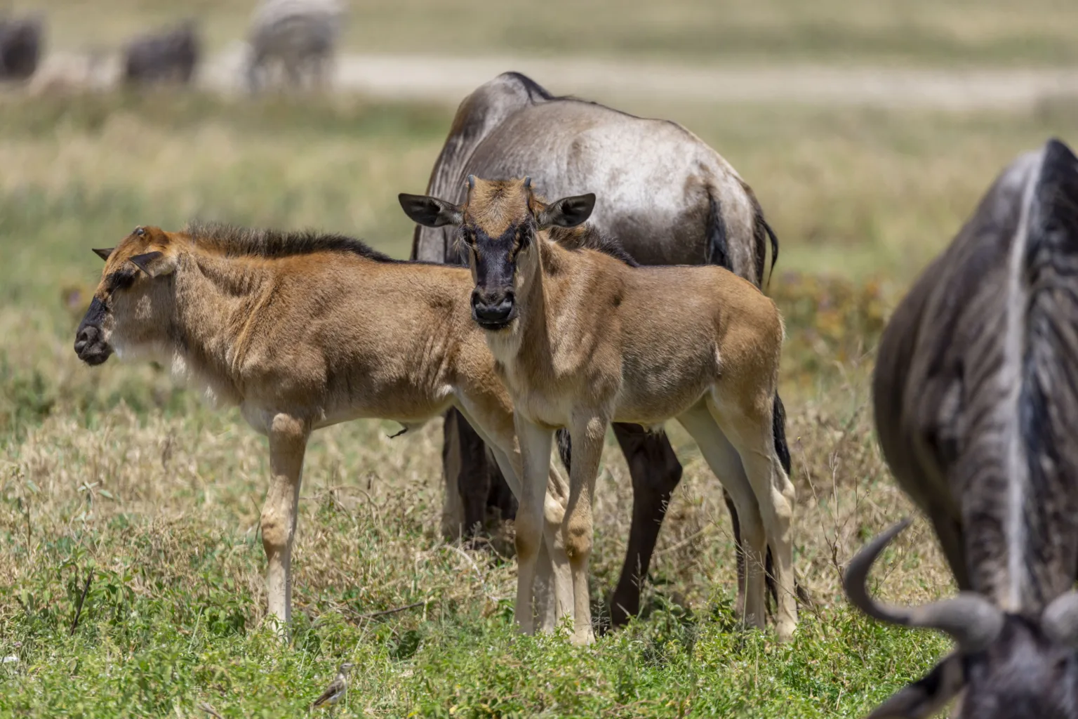 A newborn wildebeest calf standing beside the herd shortly after birth.