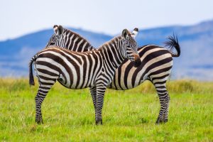 Zebras grazing in Maasai Mara National Reserve during a safari game drive in Kenya
