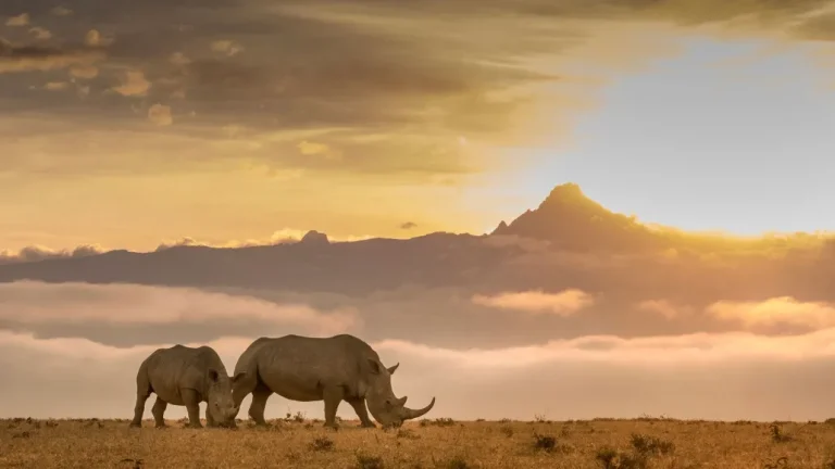 Day Trip to Solio Conservancy: Kenya’s Ultimate Rhino Safari from Nairobi
