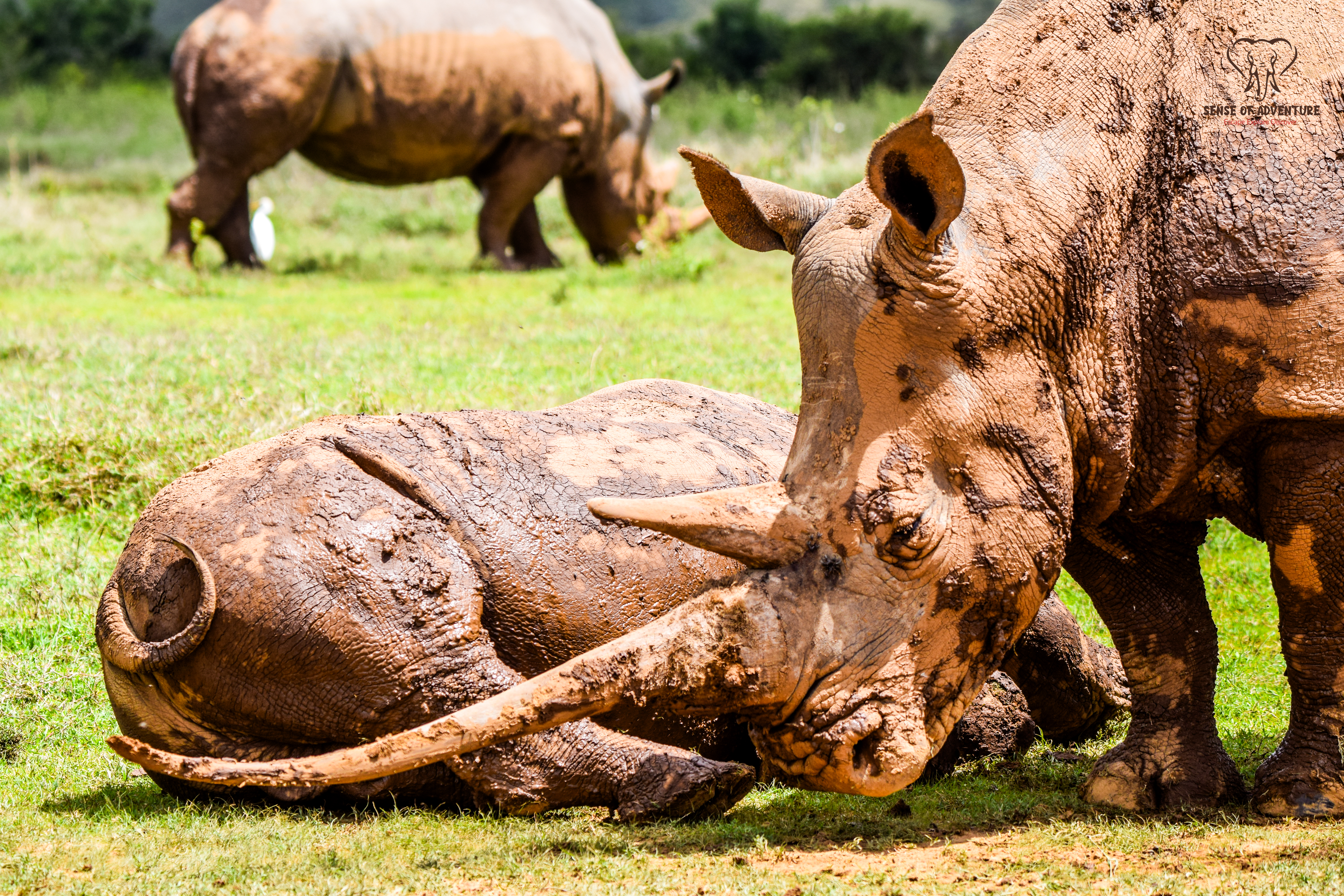 A white rhino grazing at Solio Conservancy in Kenya.