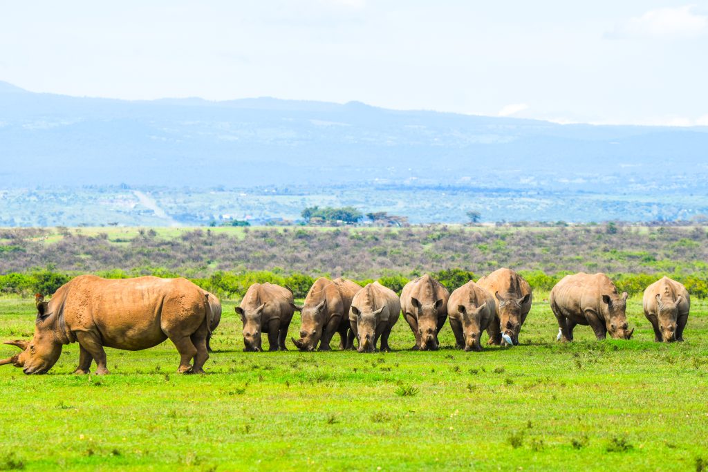Rhino herd roaming open plains of Solio Conservancy Kenya safari