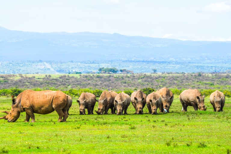 Day Trip to Solio Conservancy from Nairobi