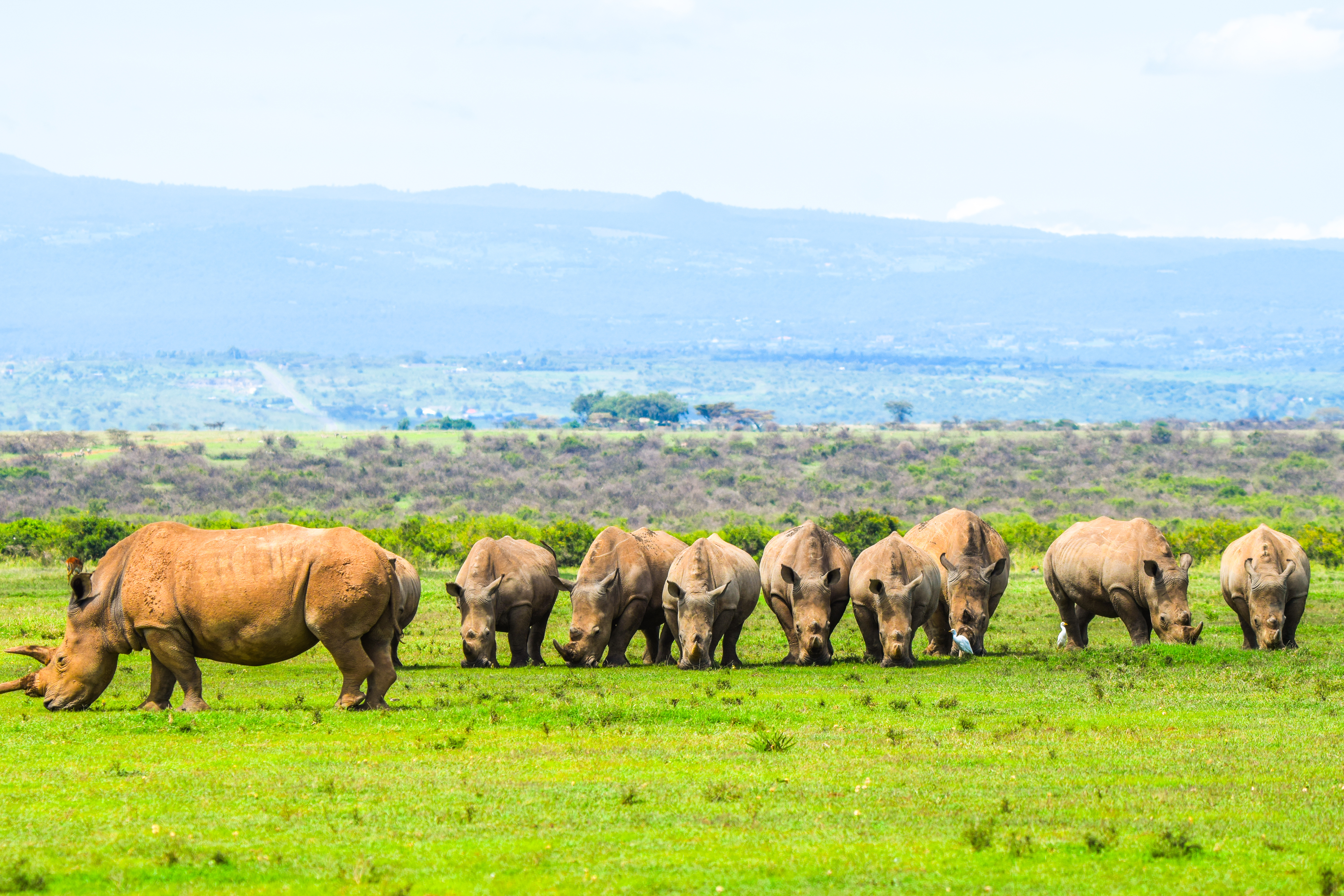 A white rhino herd grazing at Solio Ranch conservancy, Kenya.