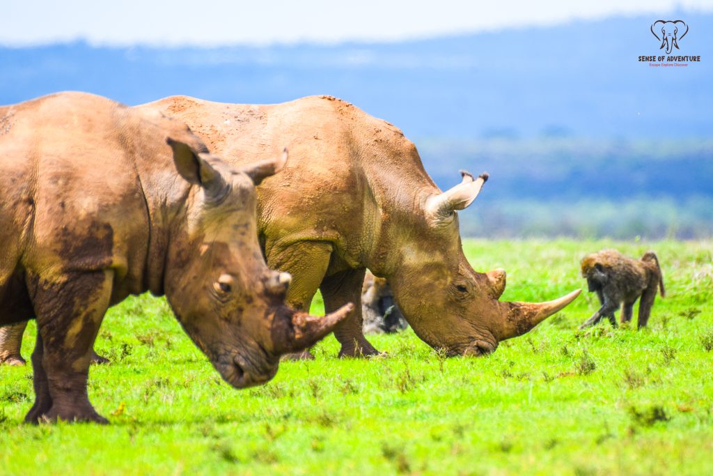 Endangered rhinos grazing peacefully in Solio Conservancy Laikipia Kenya