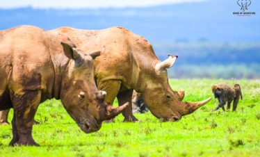 White rhinos grazing in grassy plains at Solio Conservancy in Kenya during a calm safari moment