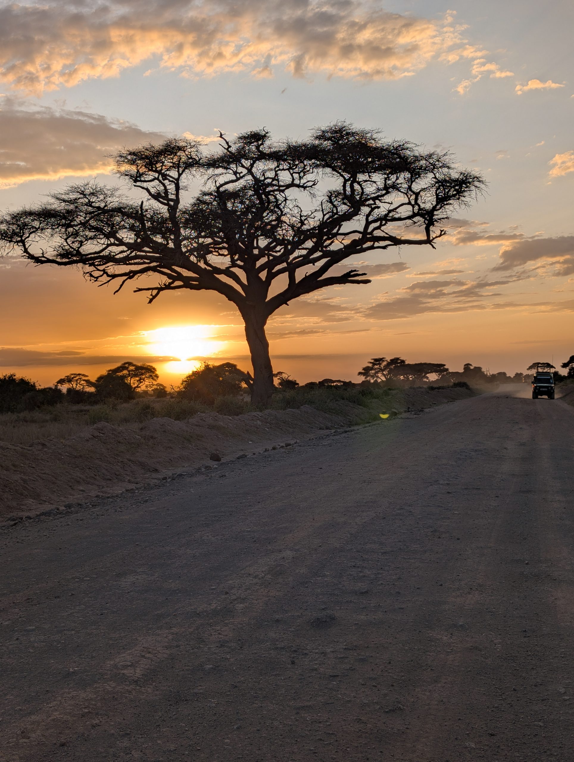 Golden sunset behind a lone acacia tree on the Amboseli plains in Kenya