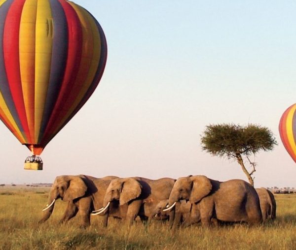 elephants walking past a hot air balloon during a game drive in masai mara