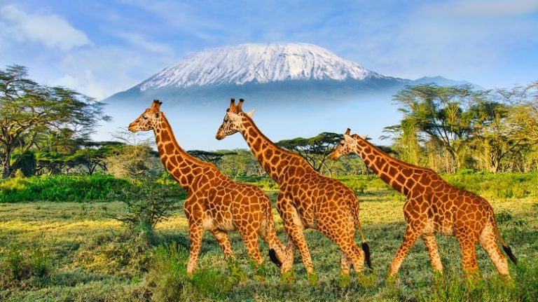 Giraffes roaming in Amboseli with Mount Kilimanjaro in the background during a 3 Day Amboseli National Park Safari in a Jeep