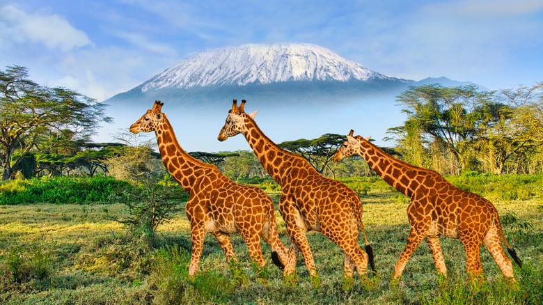 Giraffes roaming in Amboseli with Mount Kilimanjaro in the background during a 3 Day Amboseli National Park Safari in a Jeep