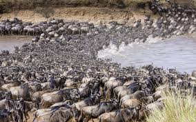 Wildebeest crossing the Mara River during the Great Wildebeest Migration safari in Kenya and Tanzania with crocodiles in water