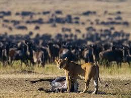 Lioness with a fresh kill in the Maasai Mara as a wildebeest herd moves across the savannah during the Great Migration safari