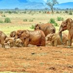 A large herd of African elephants walking across the savannah in Tsavo National Park during a Kenya safari adventure.
