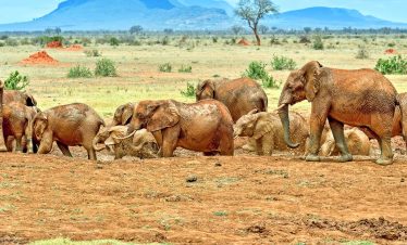 A large herd of African elephants walking across the savannah in Tsavo National Park during a Kenya safari adventure.
