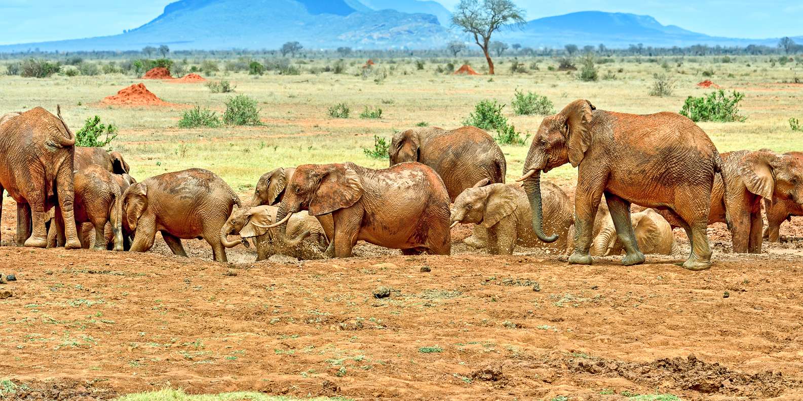 A large herd of African elephants walking across the savannah in Tsavo National Park during a Kenya safari adventure.