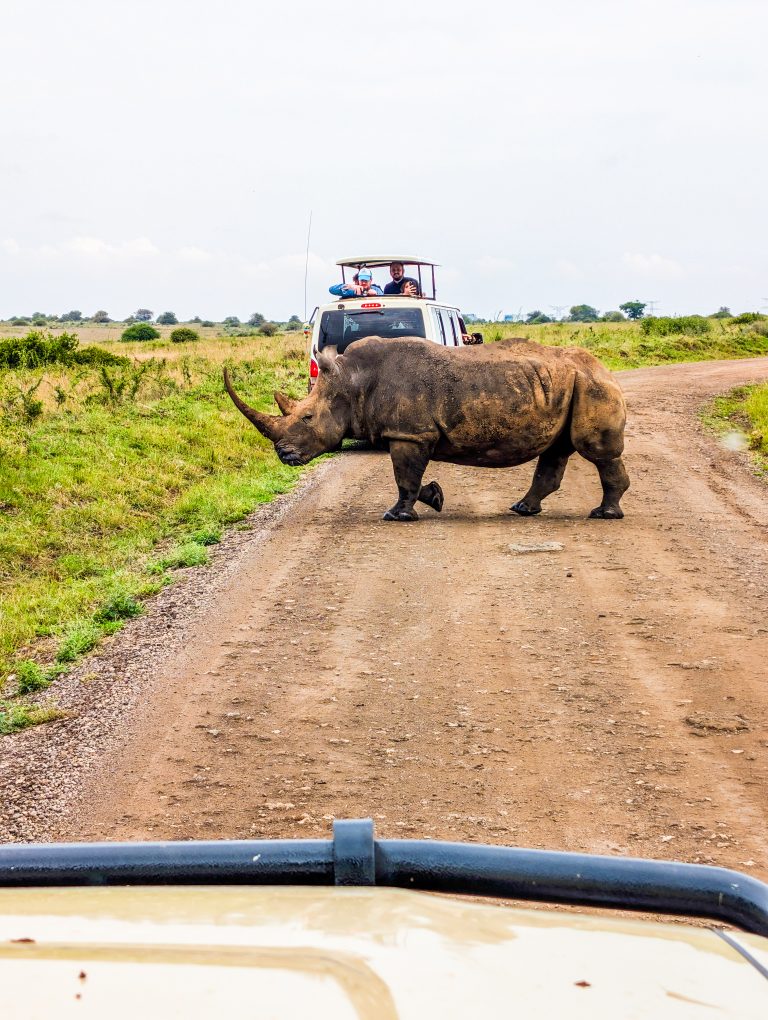 A white rhino crossing a dirt road during a game drive in Nairobi National Park with the Nairobi skyline visible in the background.