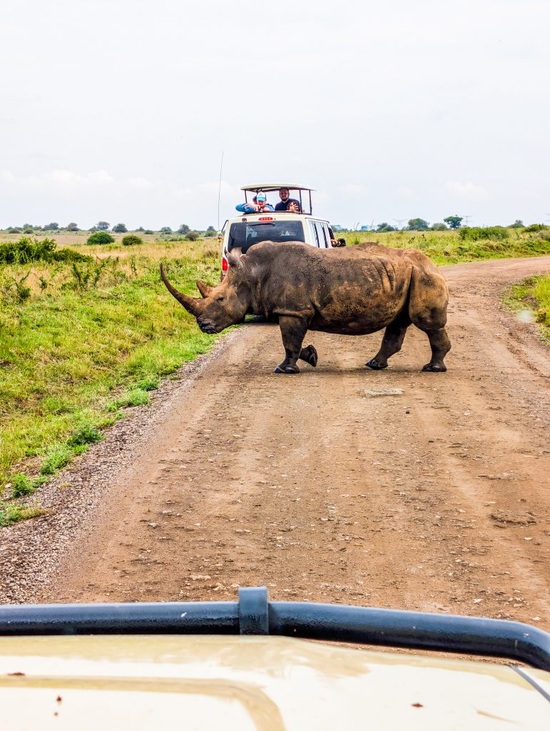 Rhino crossing a dirt road in Nairobi National Park with natural savannah surroundings during a safari
