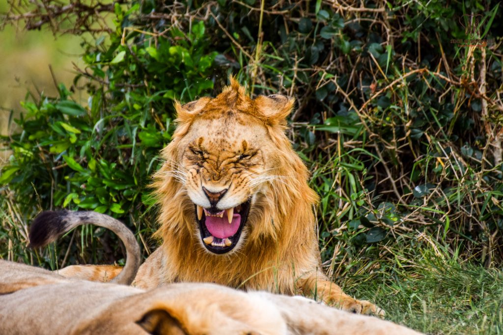Lion in Maasai Mara National Reserve resting in the savannah during a safari game drive in Kenya