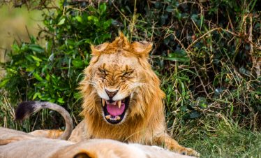 3 Day Masai Mara Safari Package – Ultimate Kenya Wildlife Experience