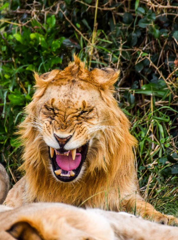 3 Day Masai Mara Safari Package – Ultimate Kenya Wildlife Experience