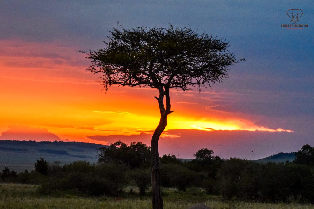 Sunset over African savannah with a lone tree silhouetted against a golden sky