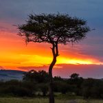 Sunset over African savannah with a lone tree silhouetted against a golden sky featured in Kenya Safari Booking Guide, highlighting the beauty of Kenya’s wilderness.