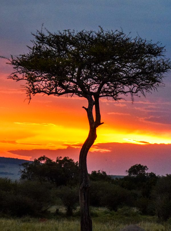 Sunset over African savannah with a lone tree silhouetted against a golden sky featured in Kenya Safari Booking Guide, highlighting the beauty of Kenya’s wilderness.
