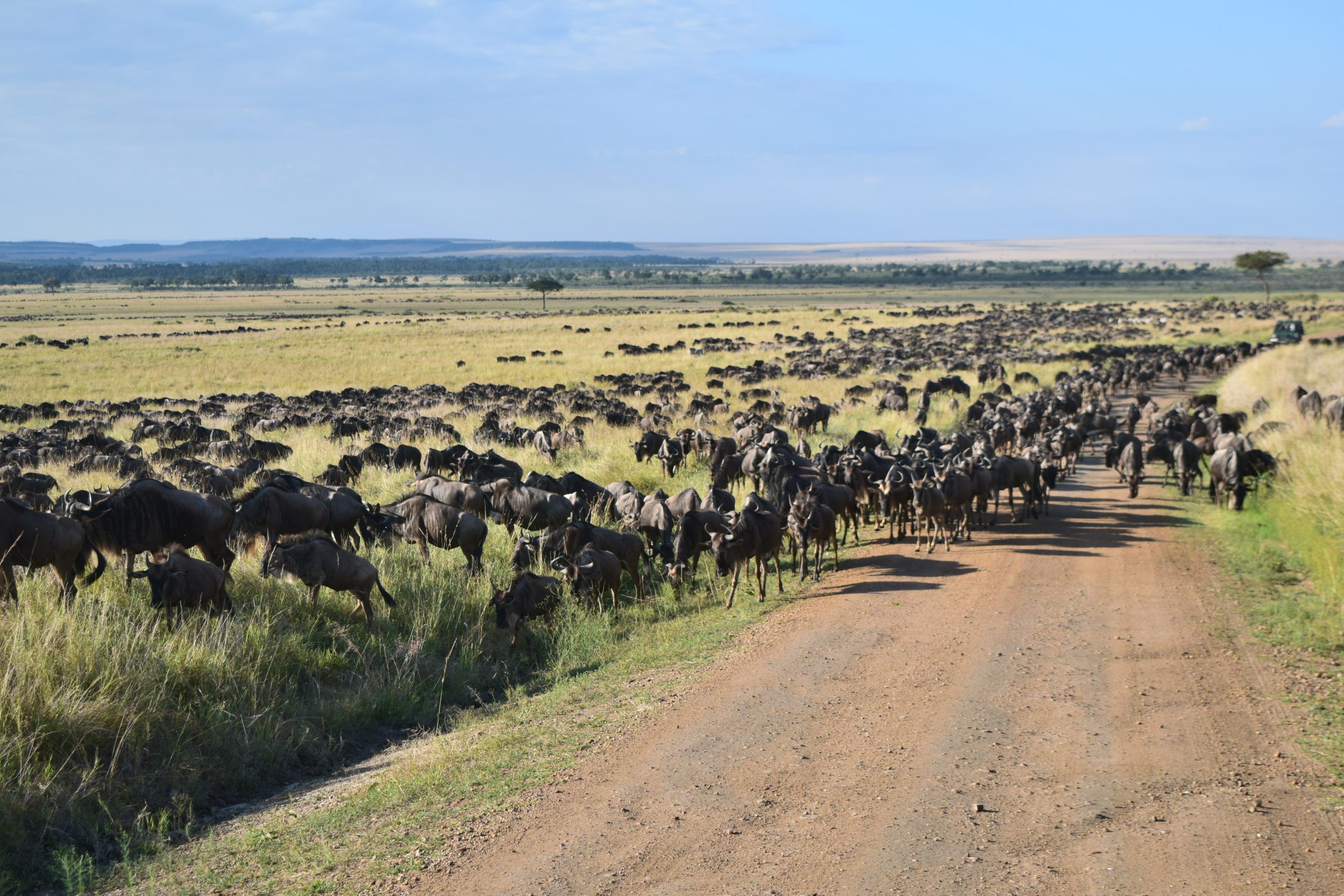 The Great Wildebeest Migration in the Maasai Mara