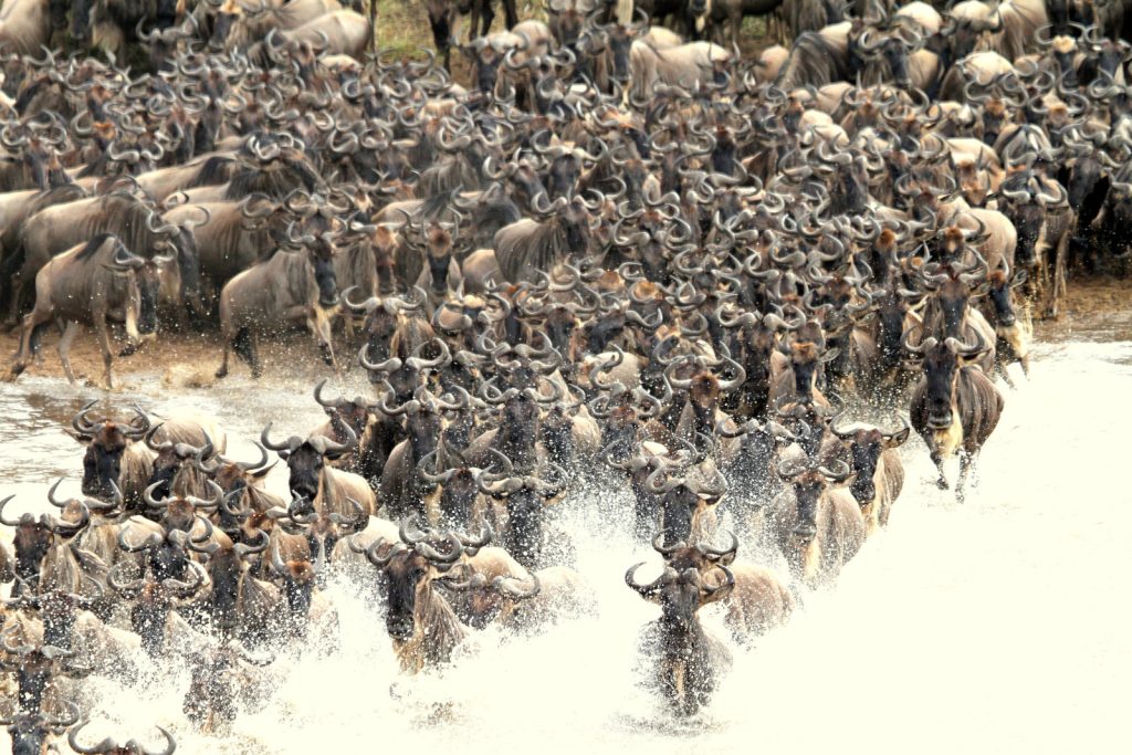 Massive herd of wildebeest during Great Wildebeest Migration in East Africa safari