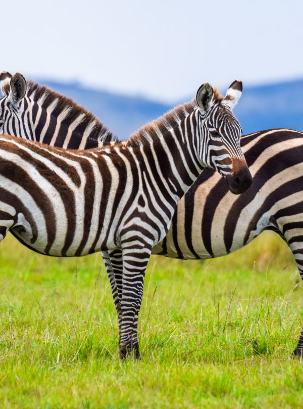 Herd of zebras grazing across the plains of Maasai Mara National Reserve during a Kenya safari experience