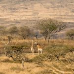 10 day luxury Kenya safari giraffes in the savanna