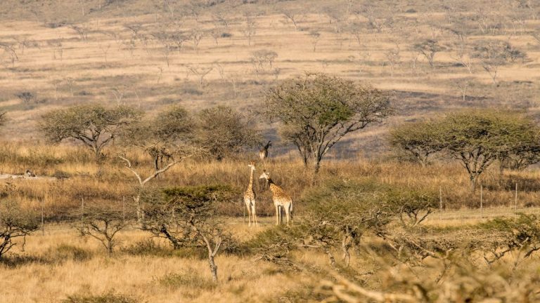 10 day luxury Kenya safari giraffes in the savanna