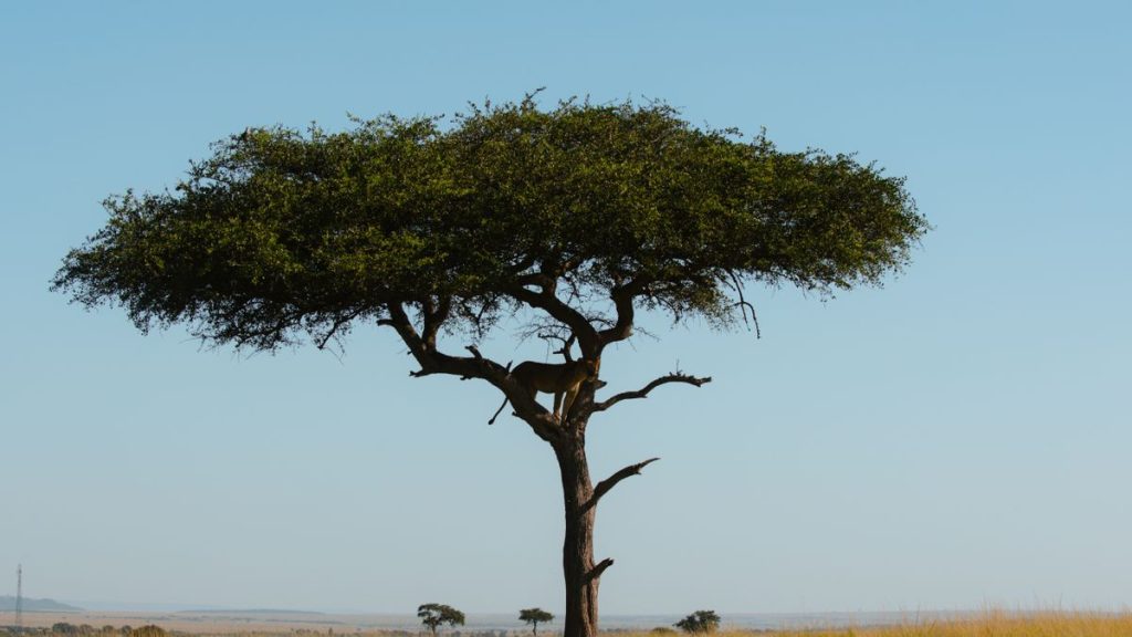 18 day Kenya safari itinerary — elephants on a vast savannah plain