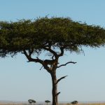 18 day Kenya safari itinerary — elephants on a vast savannah plain
