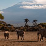 6 day Kenya safari elephant herd beneath Kilimanjaro in Amboseli