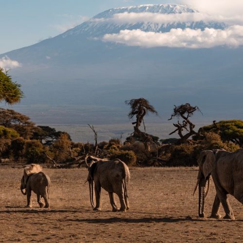 6 day Kenya safari elephant herd beneath Kilimanjaro in Amboseli