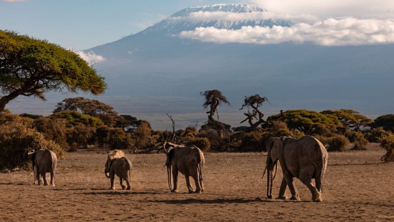 Amboseli Day Safari