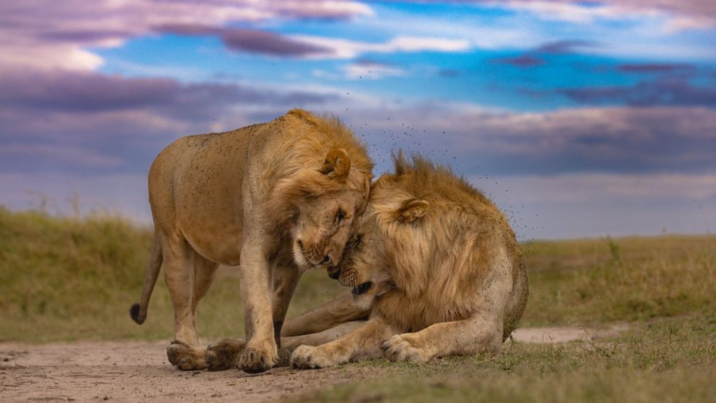 8 day Kenya safari lion pride in the Masai Mara at golden hour