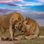 8 day Kenya safari lion pride in the Masai Mara at golden hour