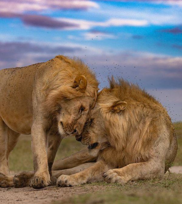 8 day Kenya safari lion pride in the Masai Mara at golden hour