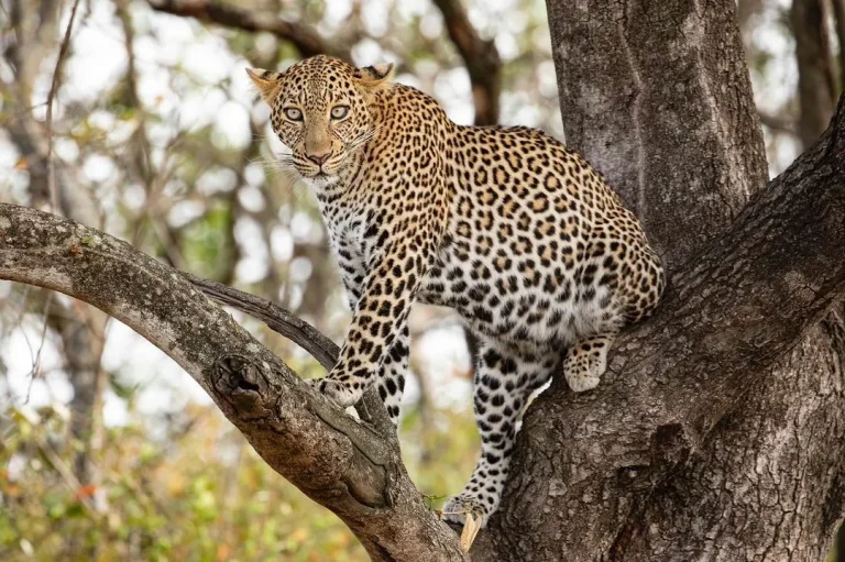 Best Lake Manyara National Park Day Safari from Arusha