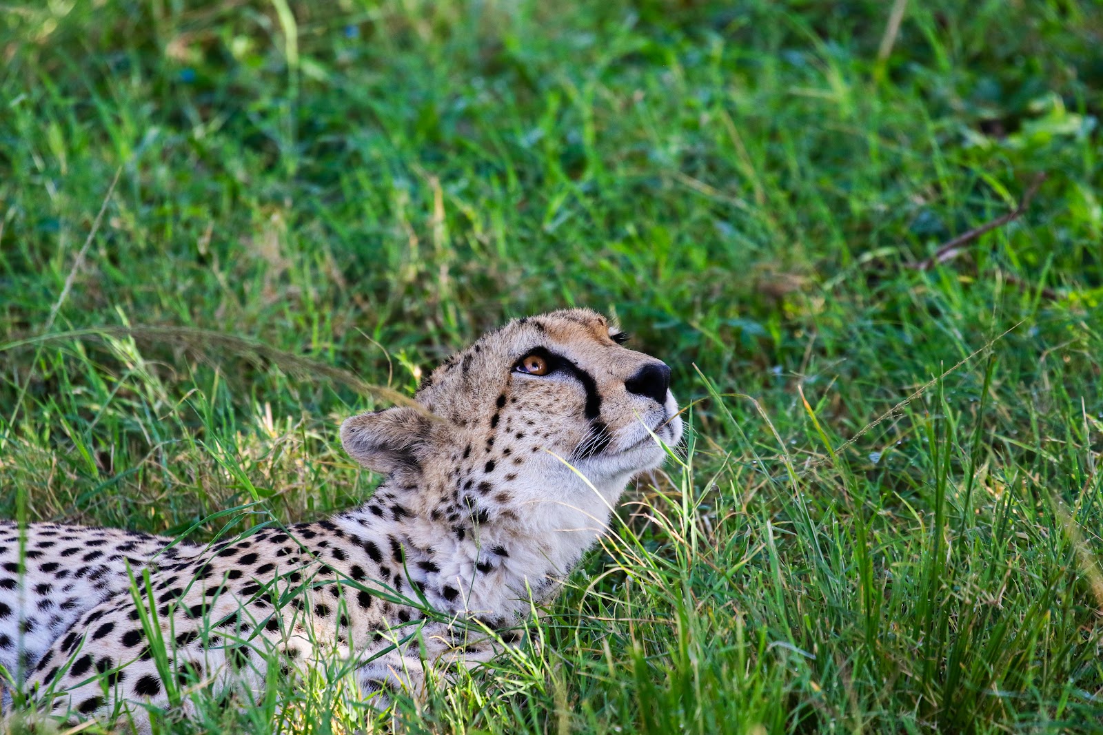 Cheetah on a Kenya safari game drive