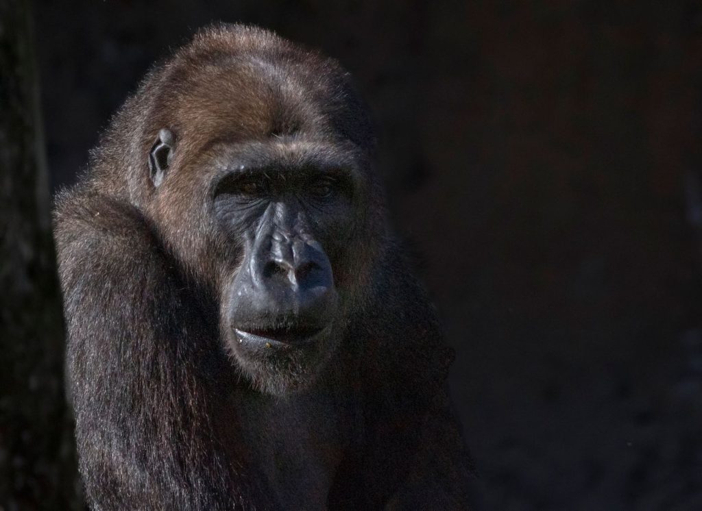 Chimpanzee in the forest, chimp trekking safari Uganda and Rwanda