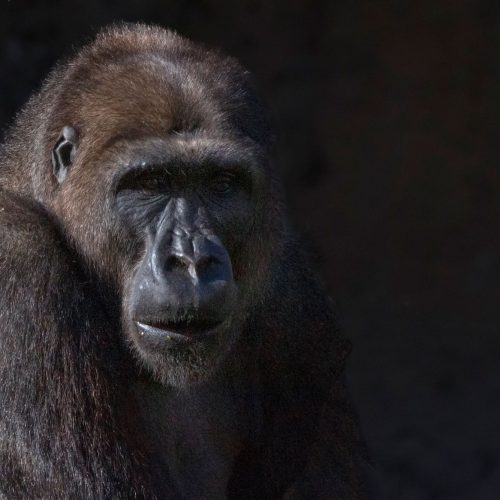 Chimpanzee in the forest, chimp trekking safari Uganda and Rwanda