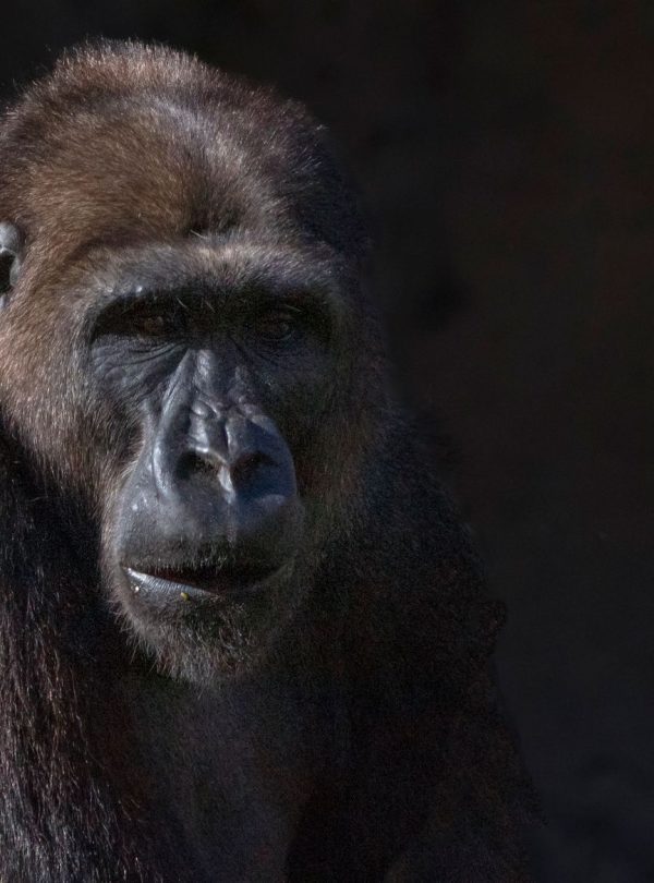 Chimpanzee in the forest, chimp trekking safari Uganda and Rwanda
